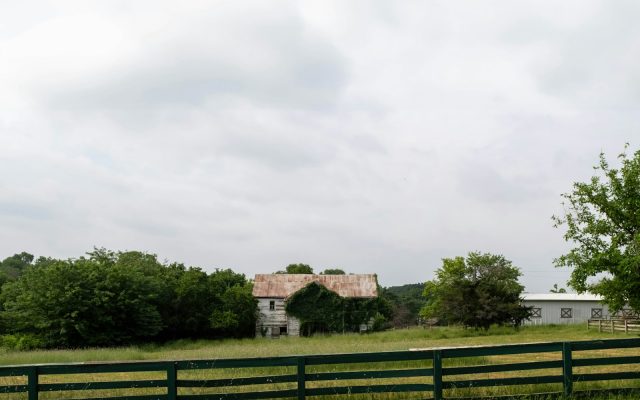 Equine Insurance